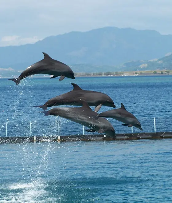 Ocean Adventure